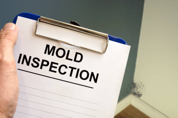 Why You Should Choose Our Mold Remediation Services in Hallsville, MO